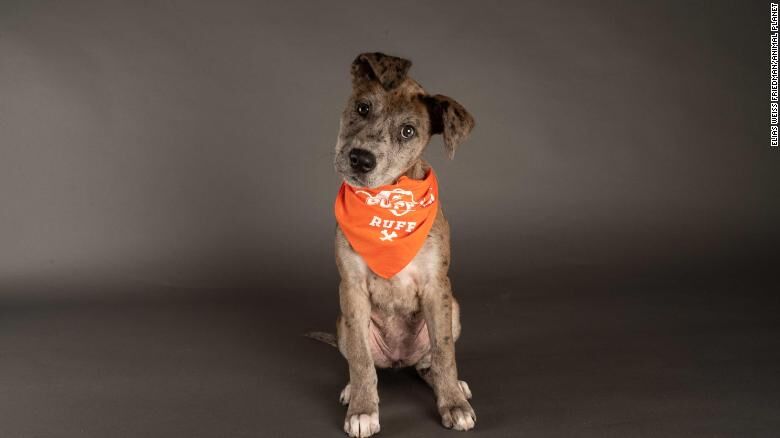Xena-Puppy Bowl XVII.jpg